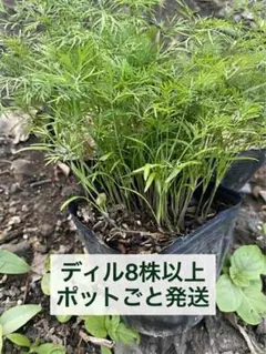 稀少・入手困難】driade ドリアデ ERBALE エルバーレ プランター