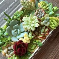 2026年最新】多肉植物 大苗の人気アイテム - メルカリ