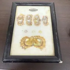 2026年最新】真珠貝 標本の人気アイテム - メルカリ