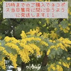 箱パンパン！✳︎ミモザフレッシュ✳︎ネコポス✳︎