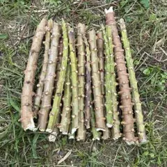 2026年最新】キャッサバ苗木の人気アイテム - メルカリ