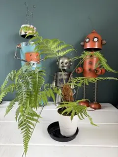 ［現品］【希少】1番　キンモウコウ　7号　観葉植物　レア　室内　タカワラビ 現品］【希少】1番 キンモウコウ 7号 観葉植物 レア 室内 希少
