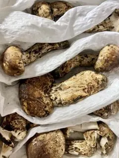 蕎麦屋のアキちゃん　天然松茸 つぼみS 箱入り約1kg ✖️3 蕎麦屋のアキちゃん様専用 天然松茸 つぼみS 箱入り約1kg ✖️3 - メルカリ