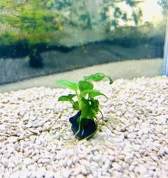 アヌビアス・ナナ ピント水中株1株, アヌビアス・ナナ1 株ー溶岩石付き