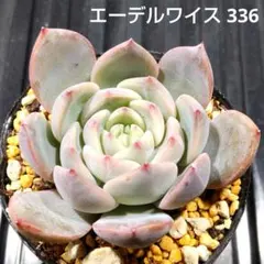 エーデルワイス 336 エケベリア 多肉植物 抜き苗