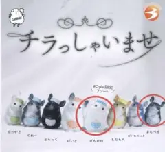 チンチラ　チラっしゃいませ ぶらべる・ぎんがむC-pla限定