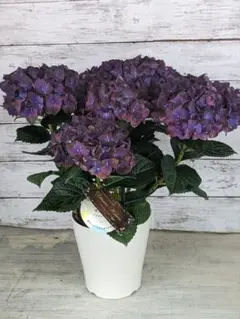 【花苗】4鉢限定　紫陽花　マジカルチョコレート　④ 特大花　正規品　タグ付き 人気！再入荷！アジサイ マジカルチョコレート6寸○2022年新色 希少 良