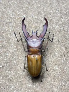 大型トルンカートゥスホソアカクワガタ標本 - メルカリ