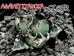 2026年最新】チタノタ シーザーの人気アイテム - メルカリ