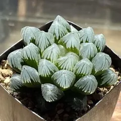 ハオルチア ブラック水晶オブツーサ④のサムネイル