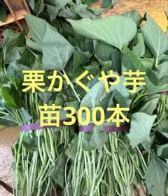 千葉県産べにはるか苗300本 - メルカリ