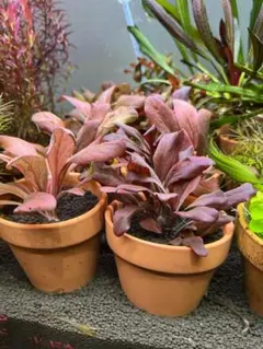 nn.様 リクエスト 2点 まとめ商品