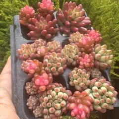 花火　レッドベリー錦　虹の玉　抜き苗orカット苗詰め合わせ多肉セダムレア種