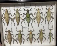 2026年最新】標本 ナナフシの人気アイテム - メルカリ