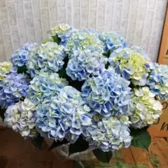 紫陽花⭐️4品種⭐️テンシアピンク＆ブルー⭐️ハイムーン⭐️マジカルマーブル 紫陽花⭐️4品種⭐️テンシアピンク＆ブルー⭐️ハイムーン