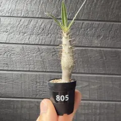 種子 100粒 象牙宮 パキポディウム グラキリス 塊根植物 - メルカリ