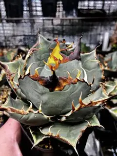 2026年最新】オテロイ 青葉の人気アイテム - メルカリ