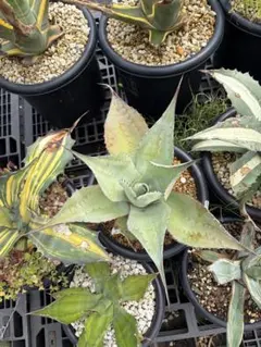S*n様 Agave 'Eborispina×Oteroi' - メルカリ