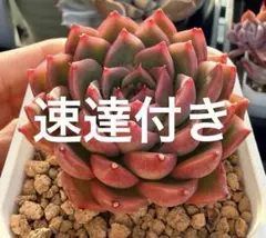 ☆CHI〜☆様 リクエスト 2点 まとめ商品