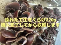採れたて生きくらげ　220gのサムネイル