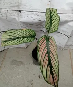 marilyn様 リクエスト 2点 まとめ商品