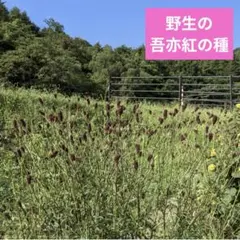 るみかあさん様 リクエスト 2点 まとめ商品
