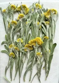 Item thumbnail for item 46cc1c2e-4d4d-4e00-a78a-f0f6190ecb80