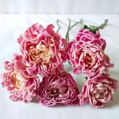 芍薬　ピンク　ドライフラワーのサムネイル