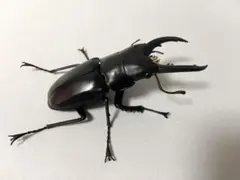 2026年最新】ノコギリクワガタ標本の人気アイテム - メルカリ