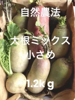 【タイムセール！自然農法】農薬不使用.無肥料の小さめ大根セット 約1.2kg