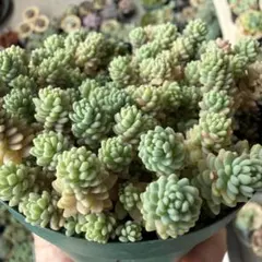 多肉植物 セダム ブレビフォリウム ダシフィルム 70カット - メルカリ