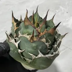 多肉植物　アガベ チタノタ Fo076 美株 未発根のサムネイル