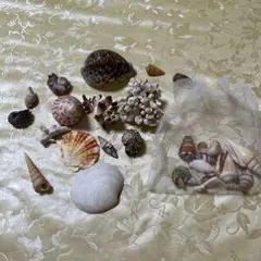 貝殻セット 多様なサイズと形状