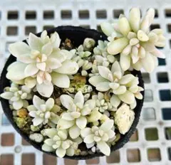 友明様 リクエスト 2点 まとめ商品