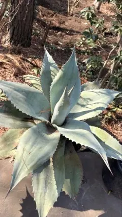 2026年最新】オバティフォリアの人気アイテム - メルカリ