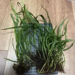 ミクロソリウム・本ナローリーフ 3株 現物 無農薬 - メルカリ