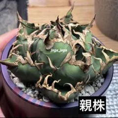 2025年最新】アガベチタノタシーザーの人気アイテム - メルカリ