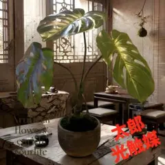 光触媒 人工観葉植物 ウォールグリーン フェイクグリーン ユッカ