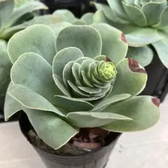 ①「白玉ダンゴ」 花芽あり 抜き苗 アエオニウム 多肉植物 グリーノビア