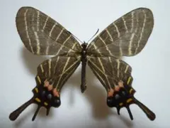 2026年最新】蝶の人気アイテム - メルカリ