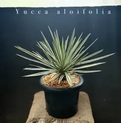 2025年最新】アロイフォリア の人気アイテム - メルカリ