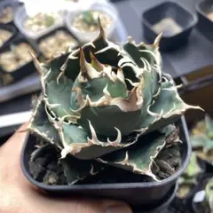 アガベ　白鯨　子株のサムネイル