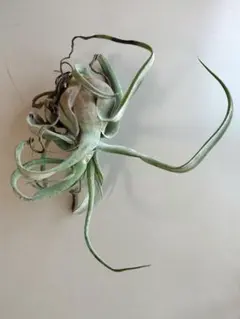 さっちゃん様専用のサムネイル
