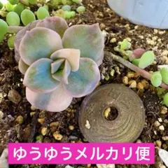 2026年最新】ラブリーローズ錦の人気アイテム - メルカリ