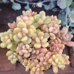 2026年最新】つぶつぶ屋の人気アイテム - メルカリ