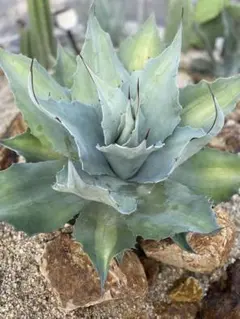 S*e様 多肉植物・アガベ・【特選】・オルカ・斑入り・コレクション株 多肉植物：アガベ イシスメンシス錦（K1）達磨鈍中斑*幅10cm