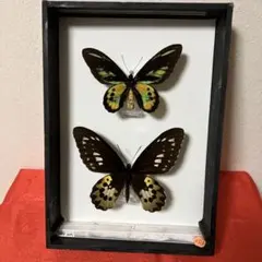 2025年最新】トリバネアゲハ 標本の人気アイテム - メルカリ