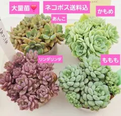 2026年最新】めでるさんの人気アイテム - メルカリ