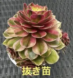2026年最新】観葉植物 アエオニウムの人気アイテム - メルカリ