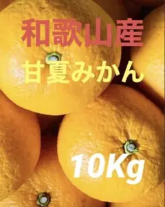 自然農みかん5kg 3〜5年目 農薬肥料不使用 自然農法 海乃神自然農園